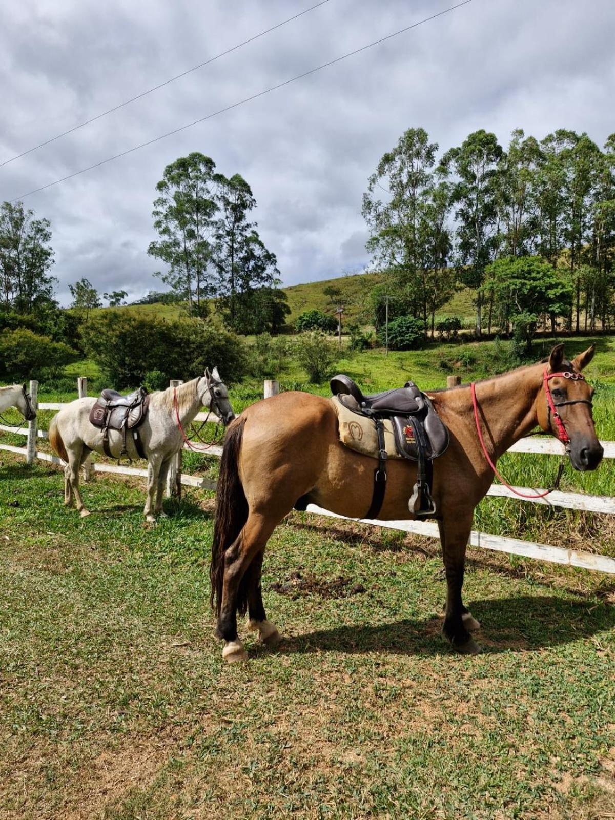 Pousada Rural E Pesqueiro Chale Da Serra Conceição da Ibitipoca Eksteriør billede